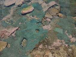 Image of sea anemones