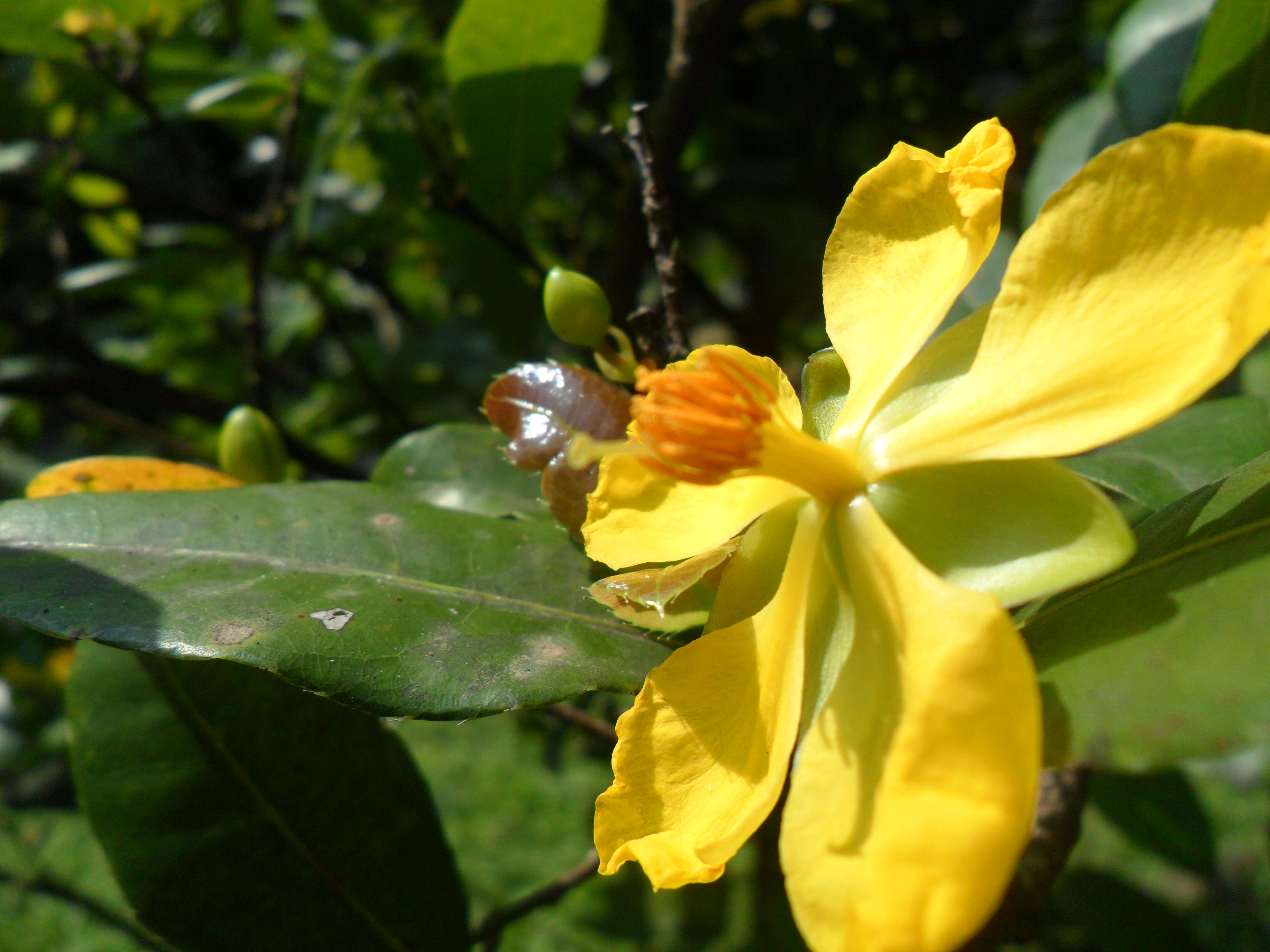 Image of Mickey Mouse plant