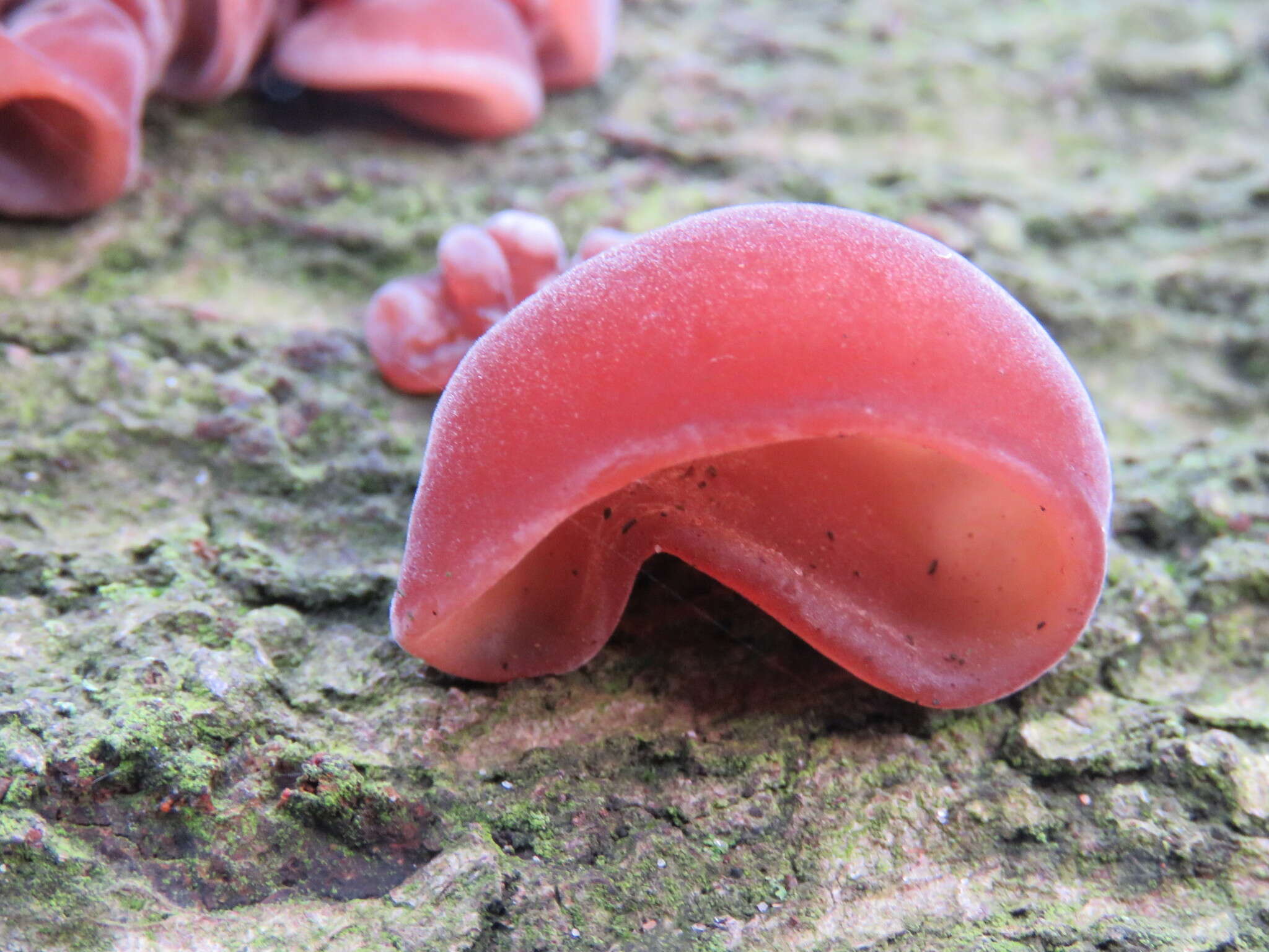 Image of ear fungus