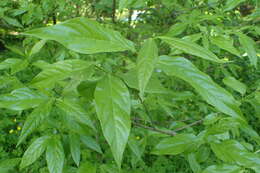 Image of Fragrant Wintersweet