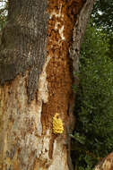 Image of Bracket Fungus