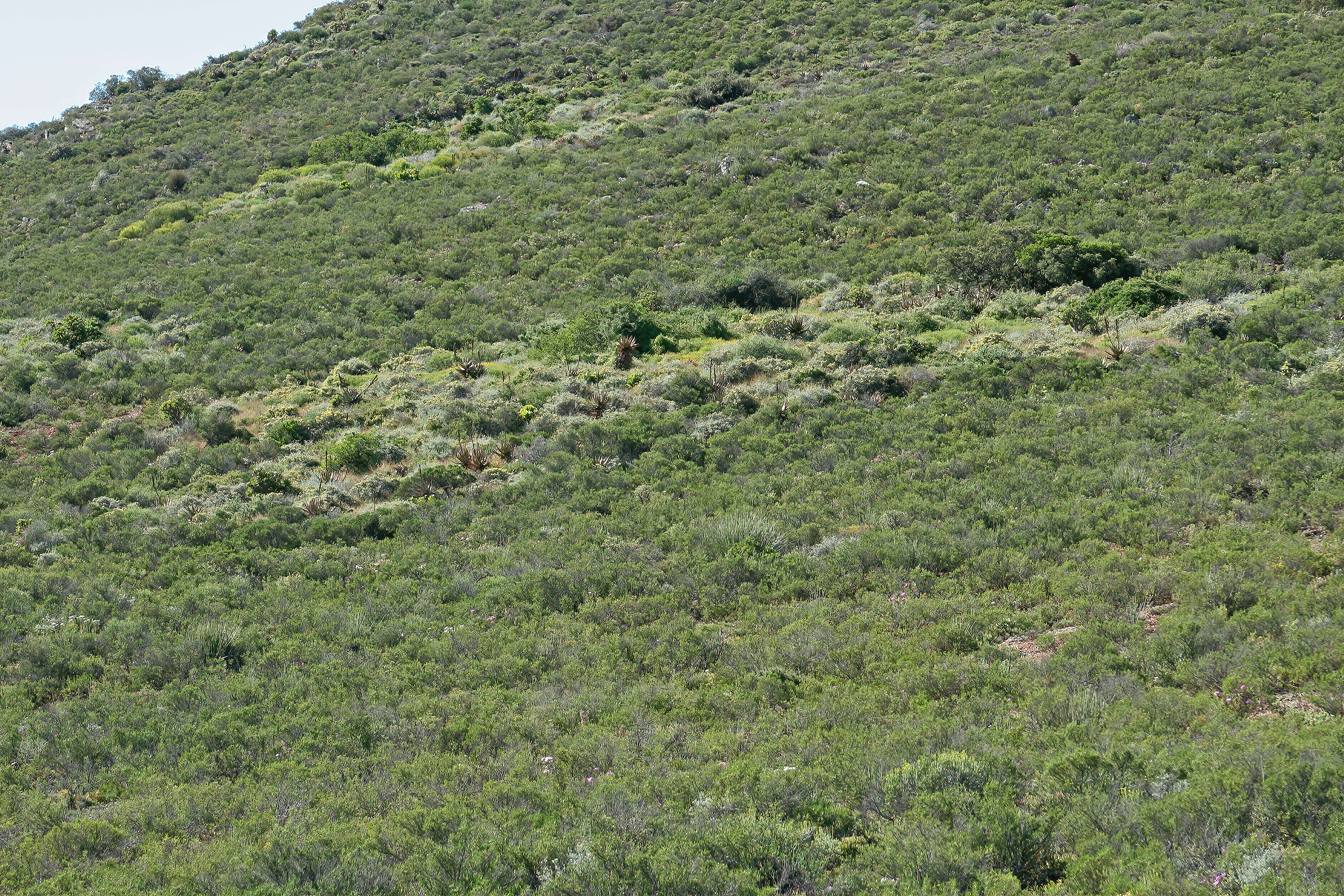 Image of Pteronia incana (Burm. fil.) DC.