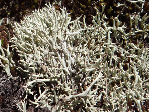 Image of Thorn cladonia