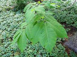 Image of shellbark hickory