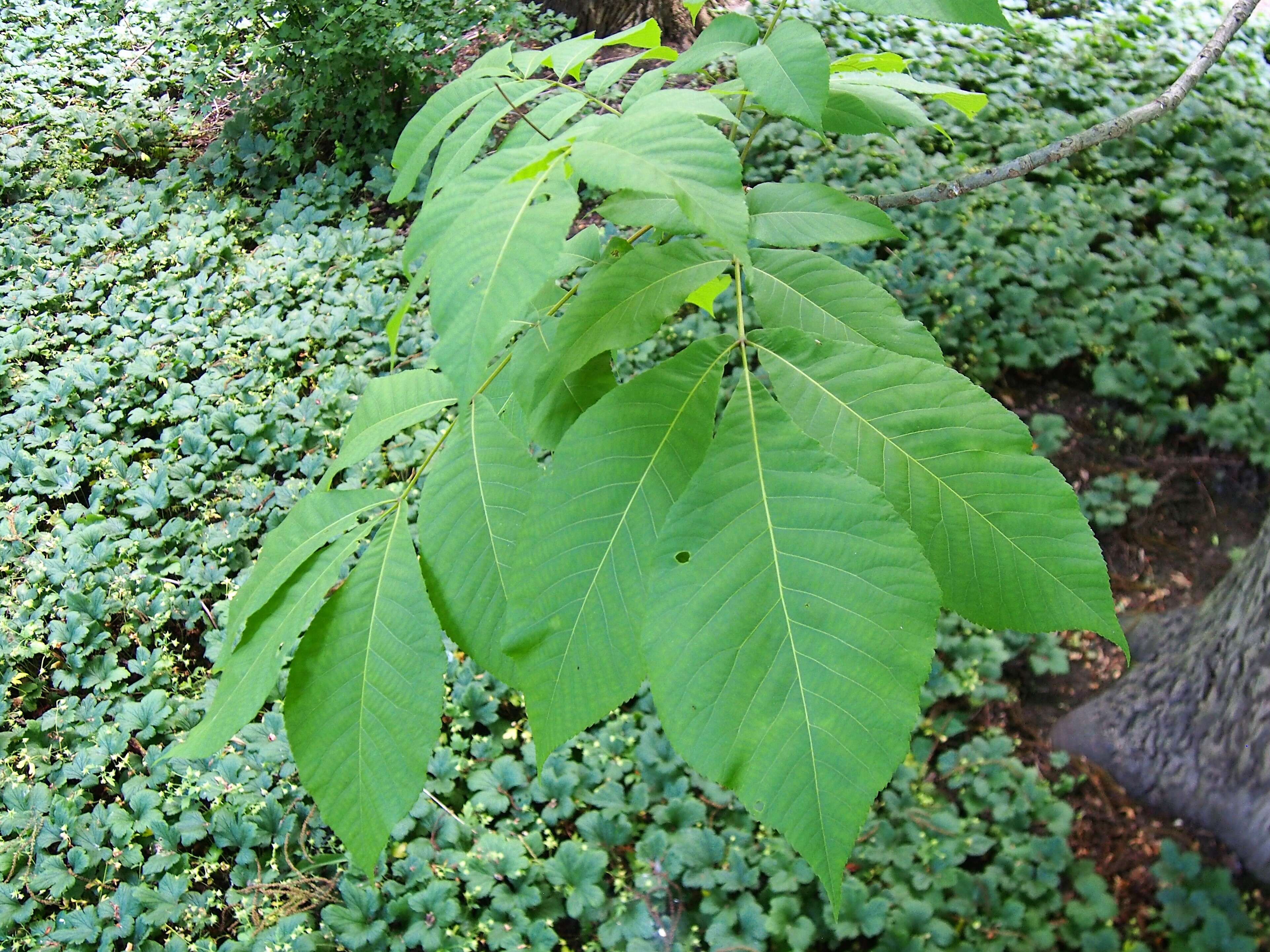 Image of shellbark hickory