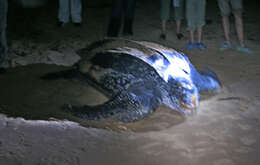 Image of Leatherback sea turtle