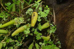 Image of Brown Rock Orchid