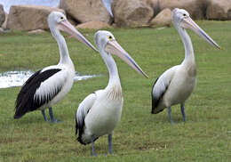 Image of Australian Pelican