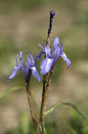 Plancia ëd Moraea sisyrinchium (L.) Ker Gawl.