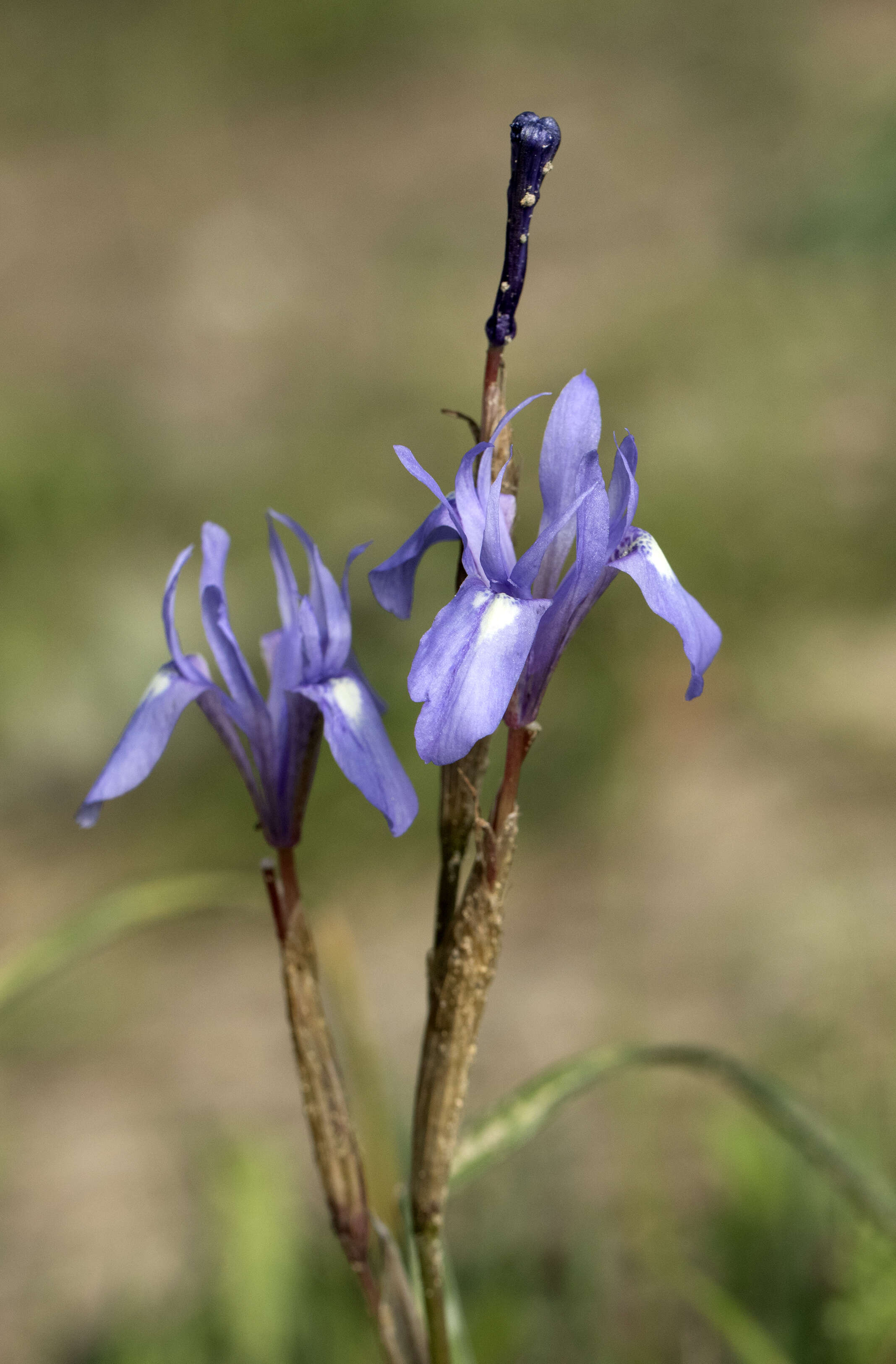 Image of Barbary Nut Iris