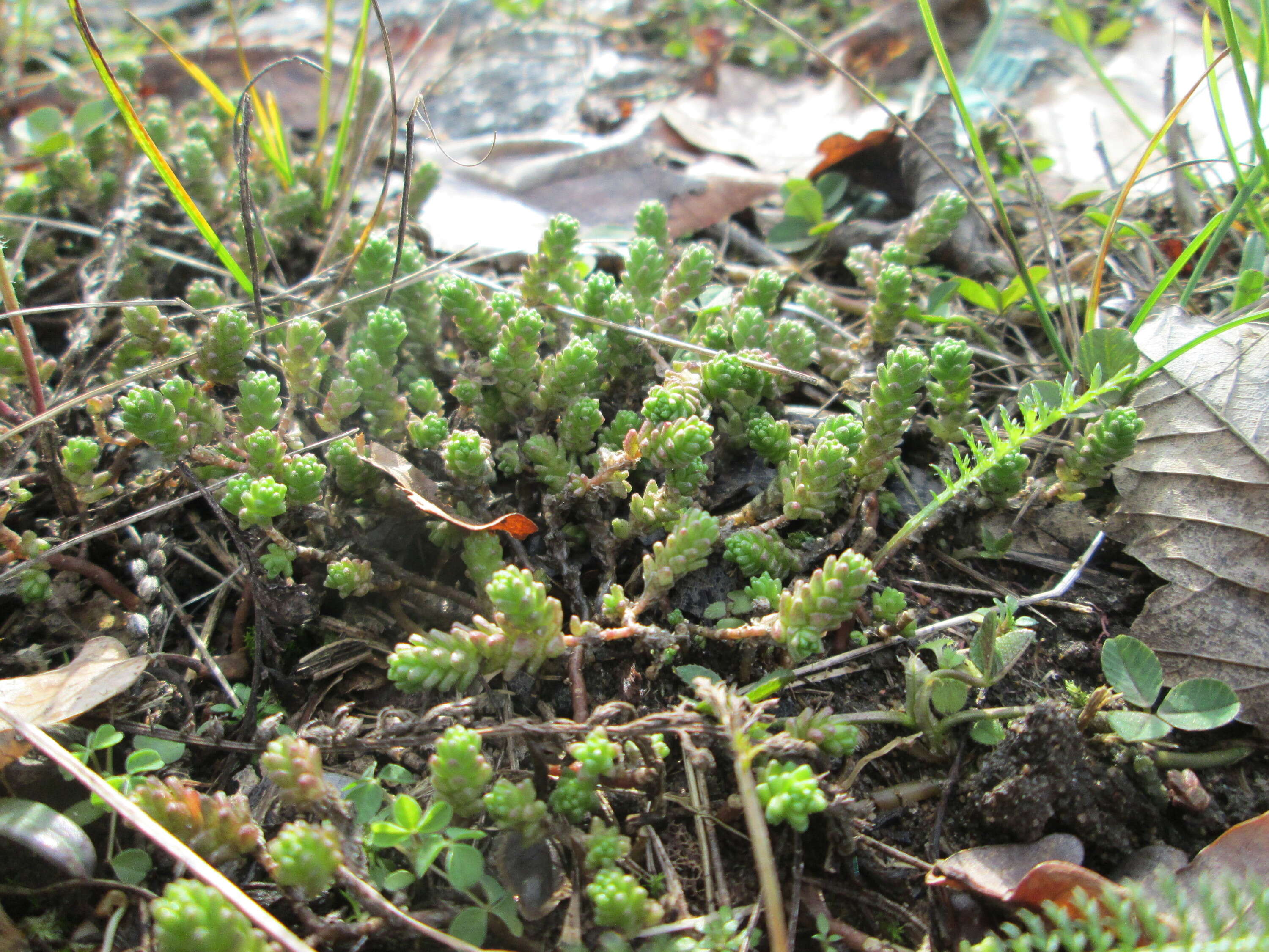 Image of Biting Stonecrop