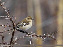 Image of Fringilla Linnaeus 1758