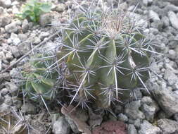 Image of Ferocactus flavovirens (Scheidw.) Britton & Rose