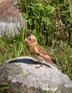 Image of Asian Crimson-winged Finch