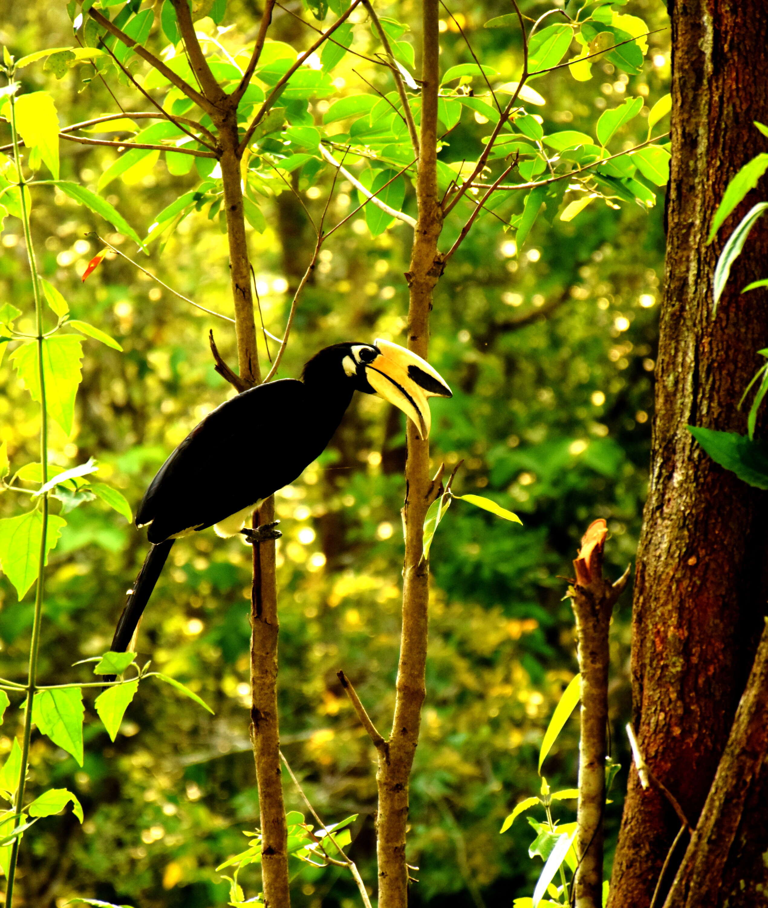 Image of Oriental Pied Hornbill