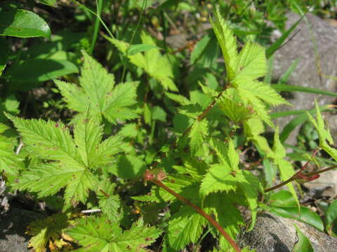 Image of Filipendula multijuga Maxim.