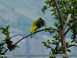 Image of Indian Golden Oriole