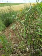 Image of common cottonrose