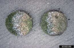 Image of Microdochium nivale (Fr.) Samuels & I. C. Hallett 1983