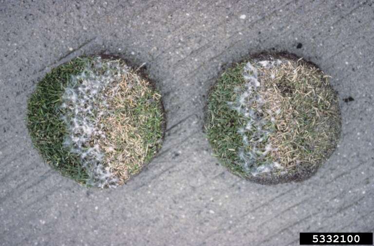 Microdochium nivale (Fr.) Samuels & I. C. Hallett 1983 resmi