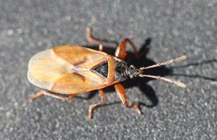 Image of Gastrodes (Gastrodes) abietum Bergroth & E. 1914