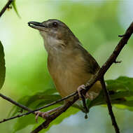 Image of Spot-throated Babbler