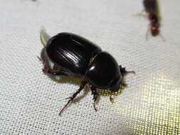 Image of black lawn beetle