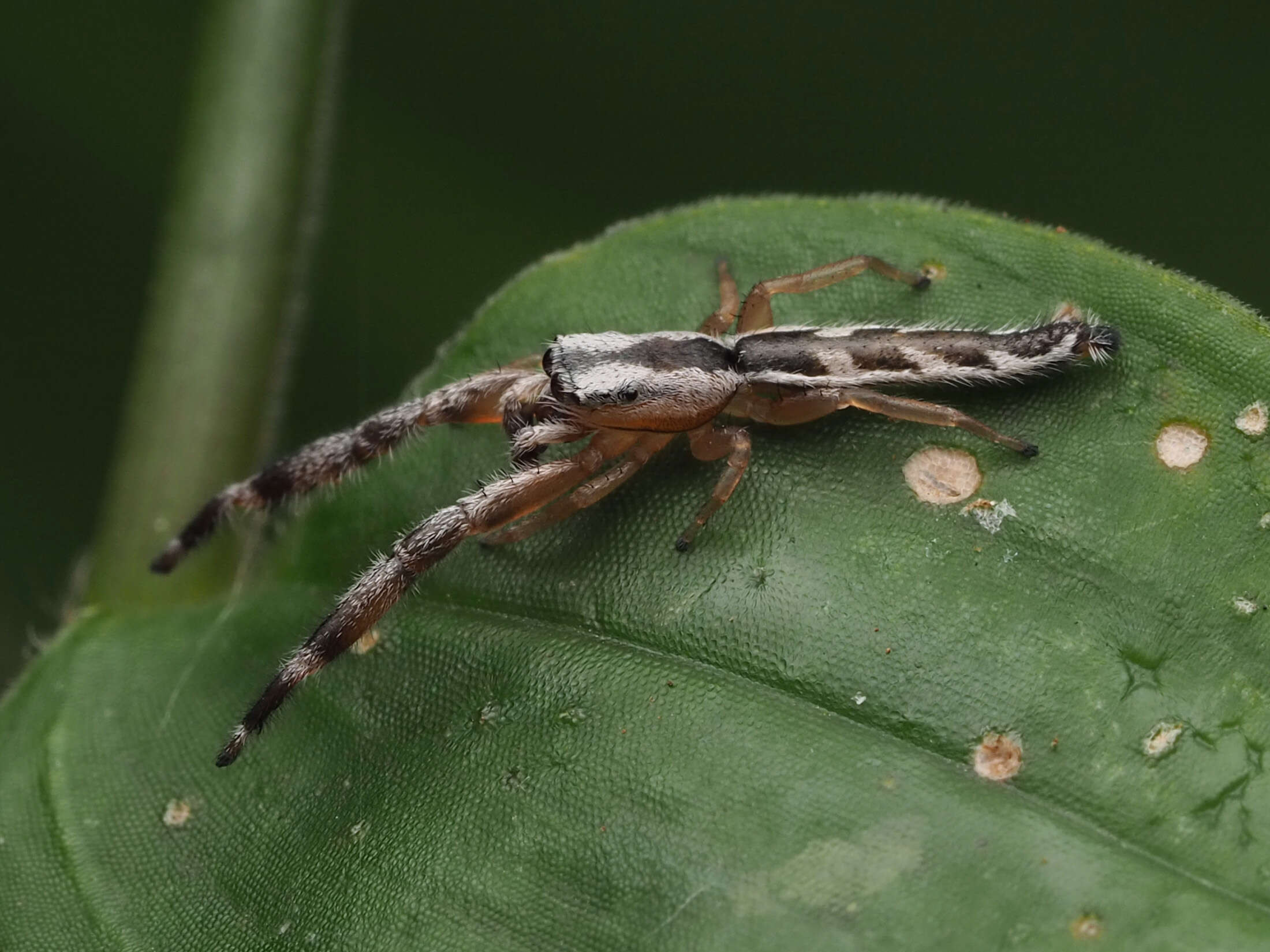 Image of Pike Slender Jumper