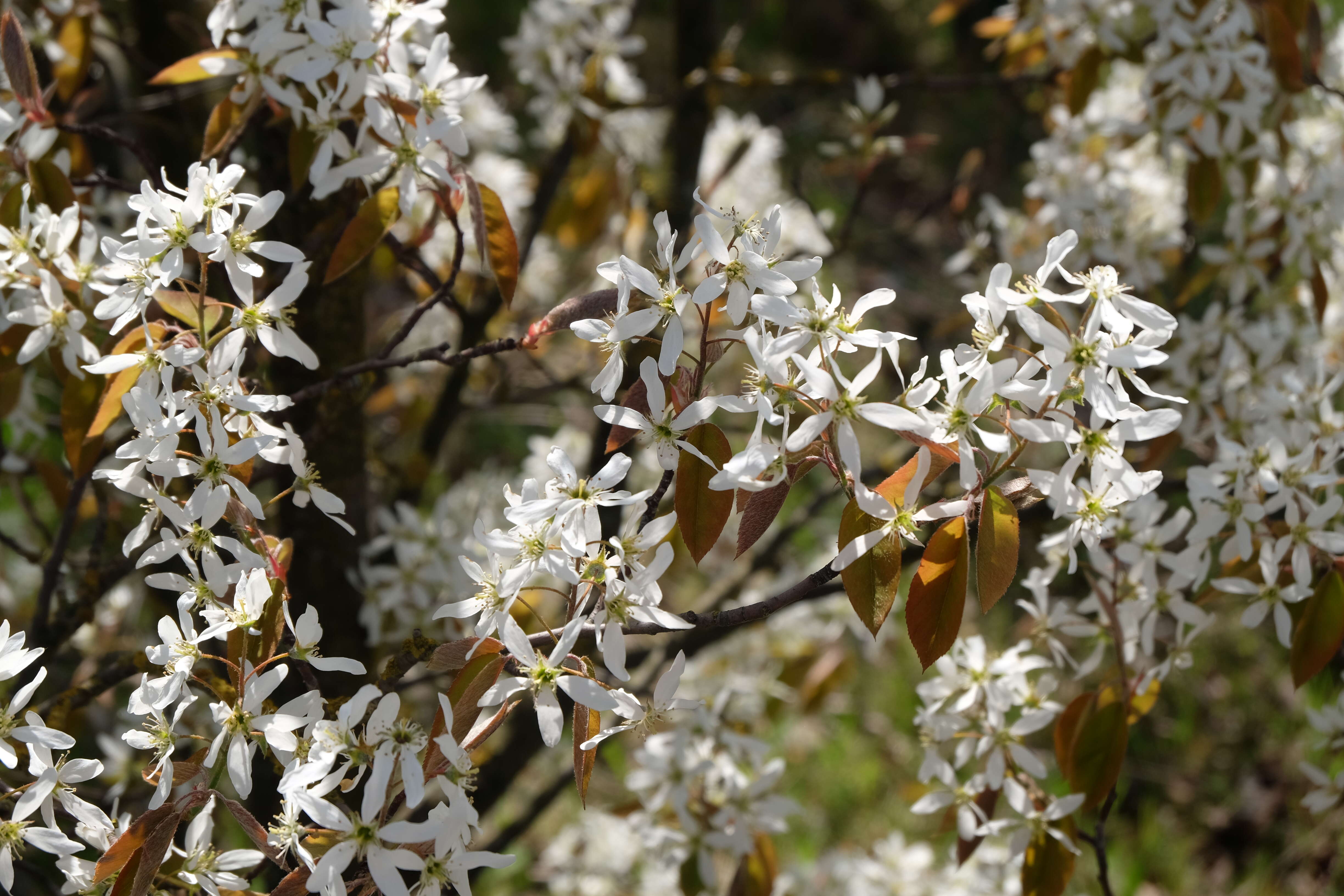 Image of Amelanchier lamarckii