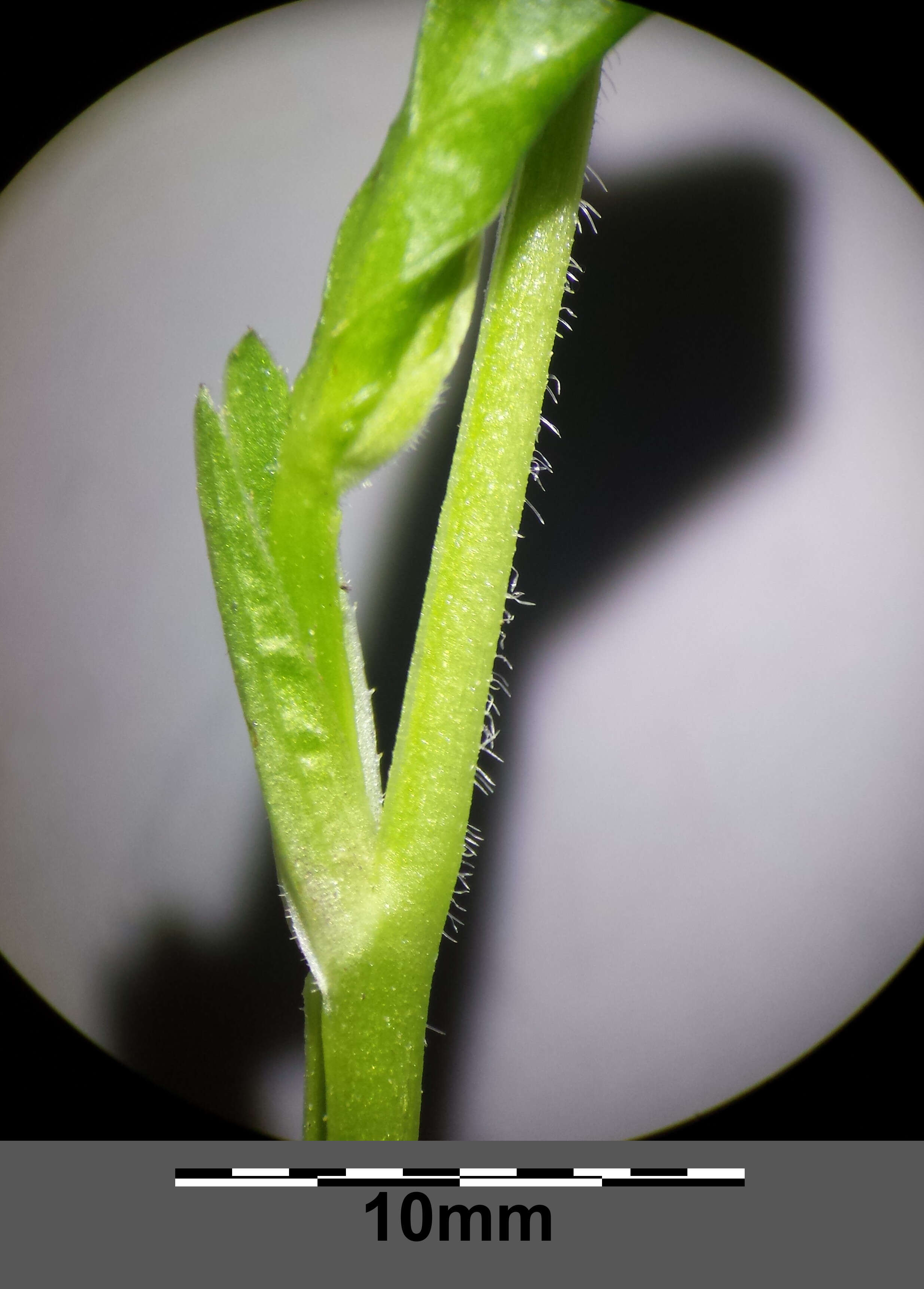 Слика од Viola mirabilis L.