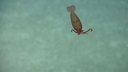 صورة Cranchioidea Prosch 1847