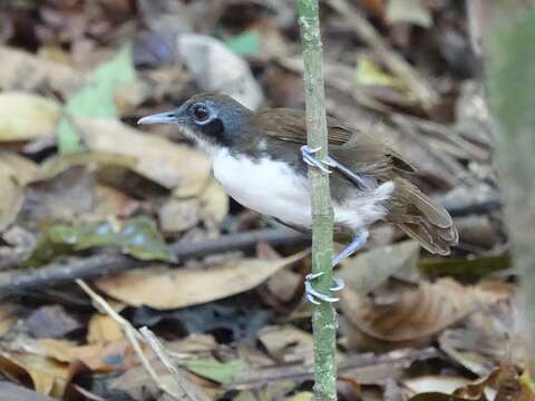 Image of Bicolored Antbird