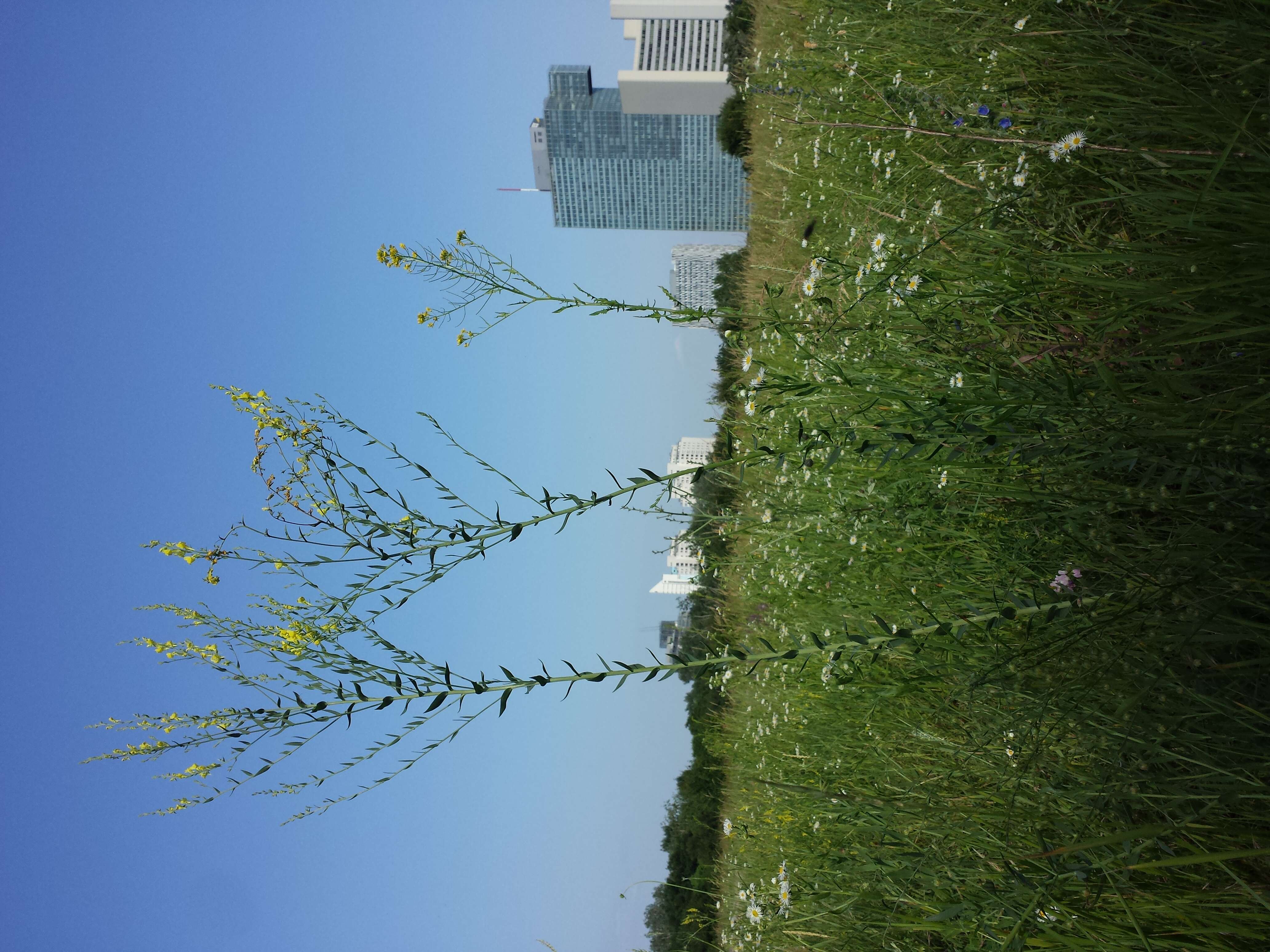 Image of broomleaf toadflax