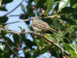 Elaenia flavogaster (Thunberg 1822) resmi