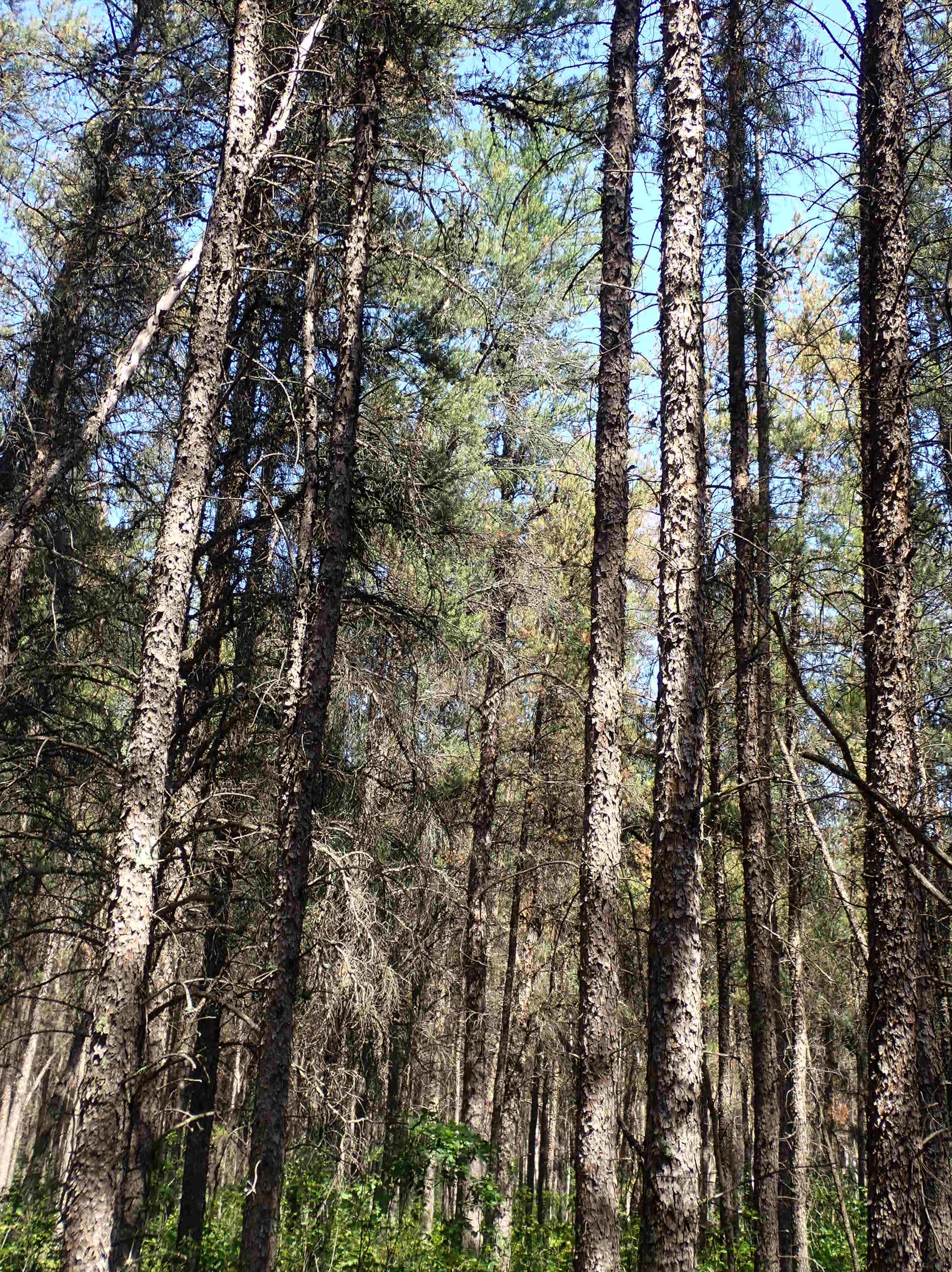 Image of jack pine