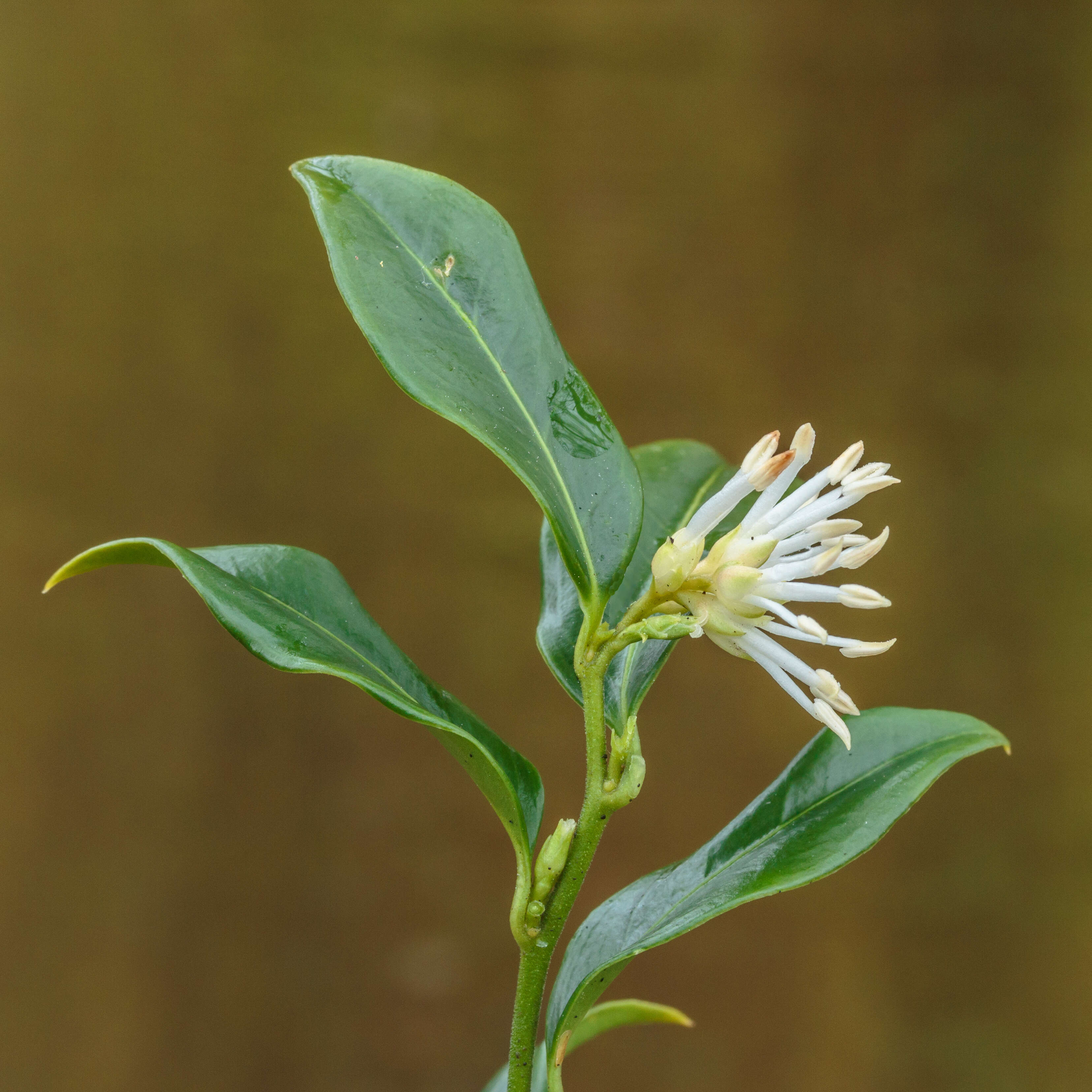 Image of Sarcococca hookeriana Baill.