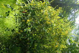 Image de Berberis koreana Palibin