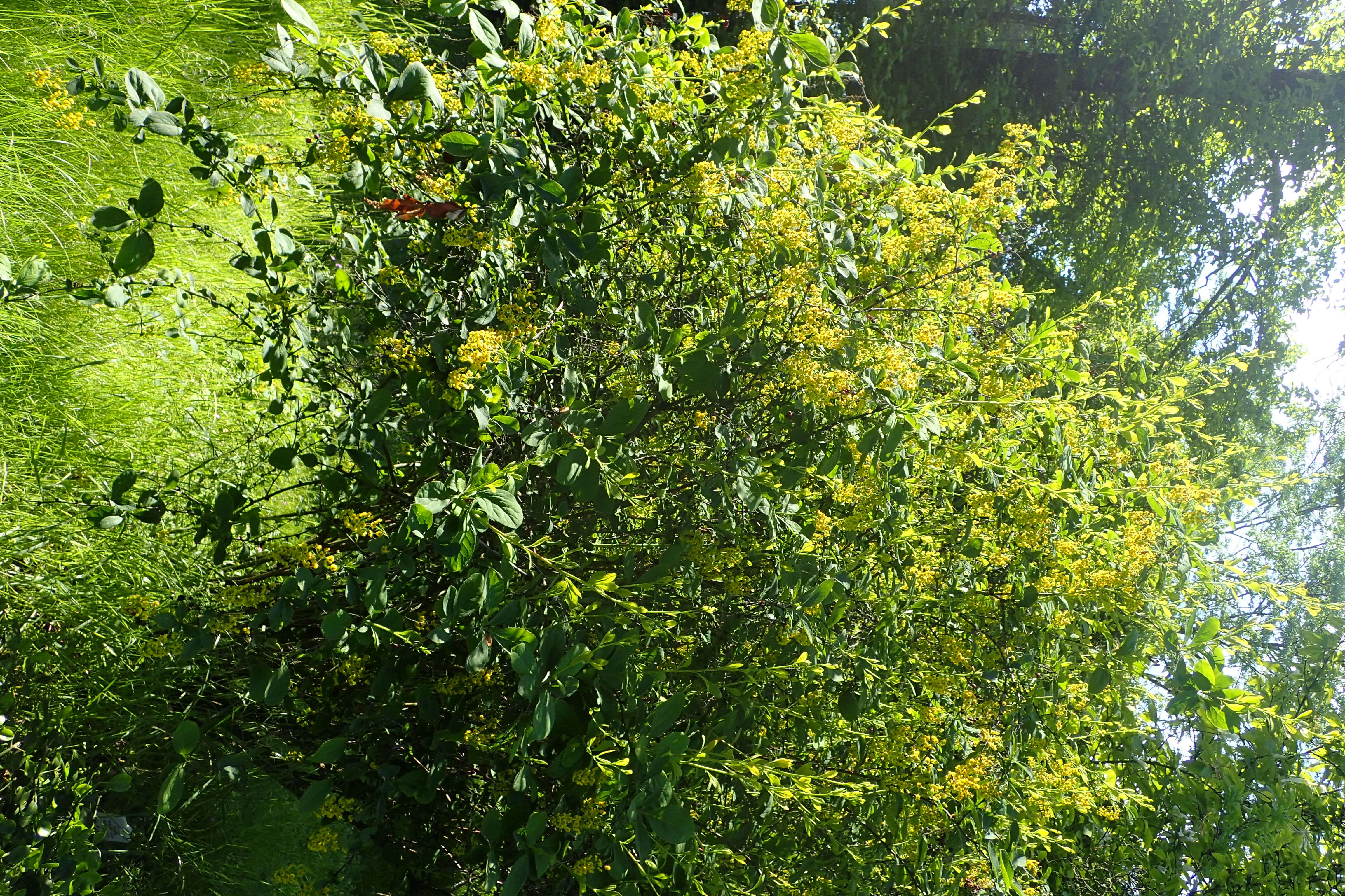 Image de Berberis koreana Palibin