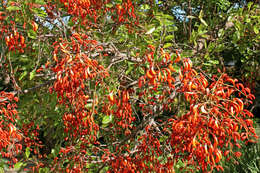 Erythrina falcata Benth. resmi