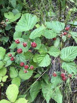 Image of Rubus nessensis W. Hall