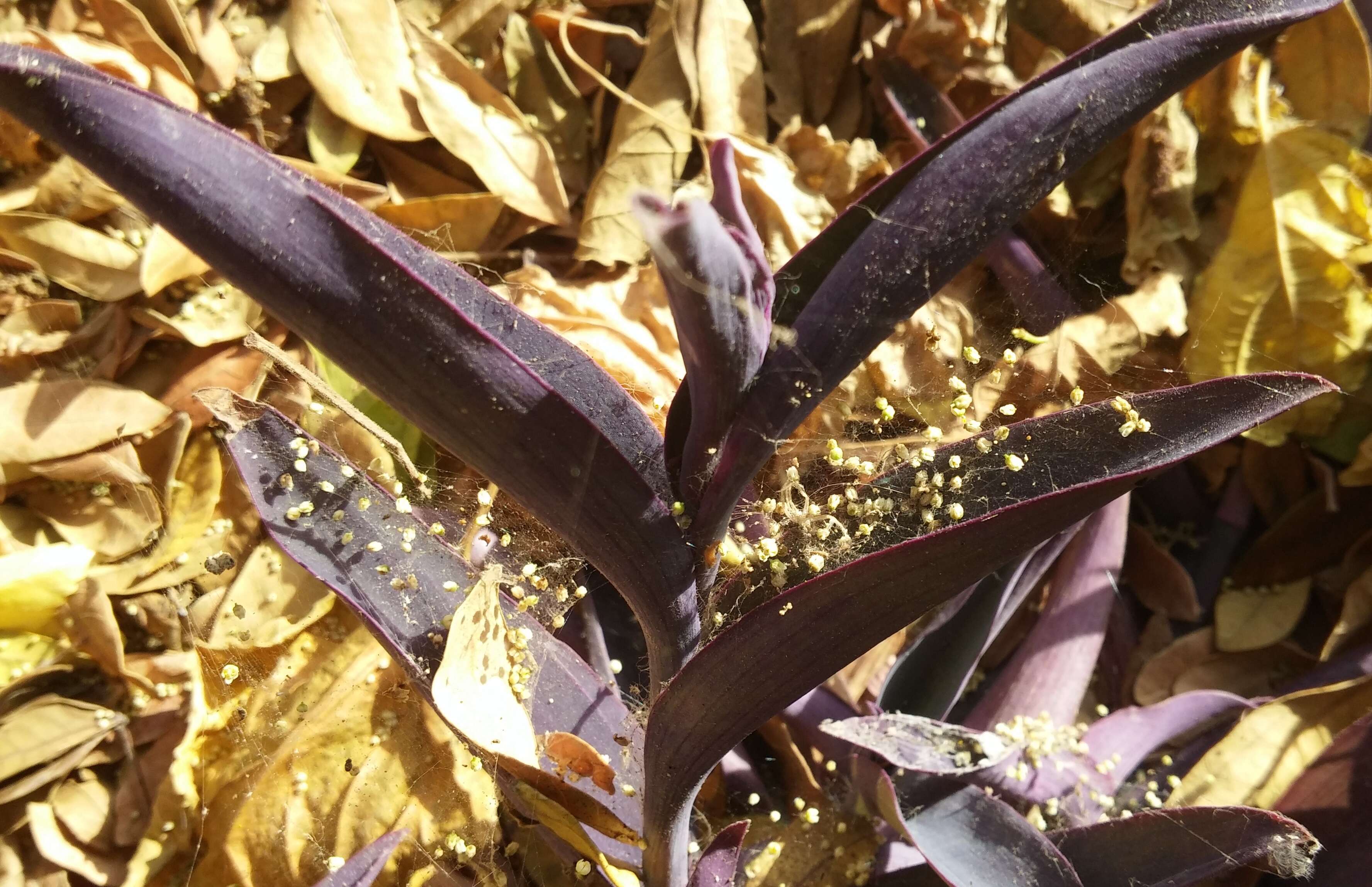 Image of purple heart