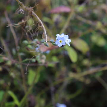 Image of Azores forget-me-not