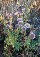 Слика од Erigeron glaucus Ker-Gawl.