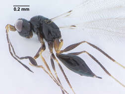 Image of fairyflies