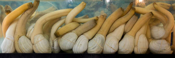 Image of Pacific Geoduck