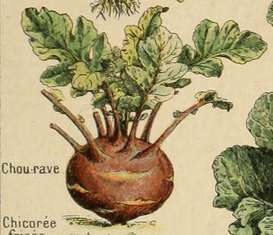 Image of kohlrabi