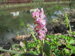 Слика од Corydalis cava (L.) Schweigger & Koerte