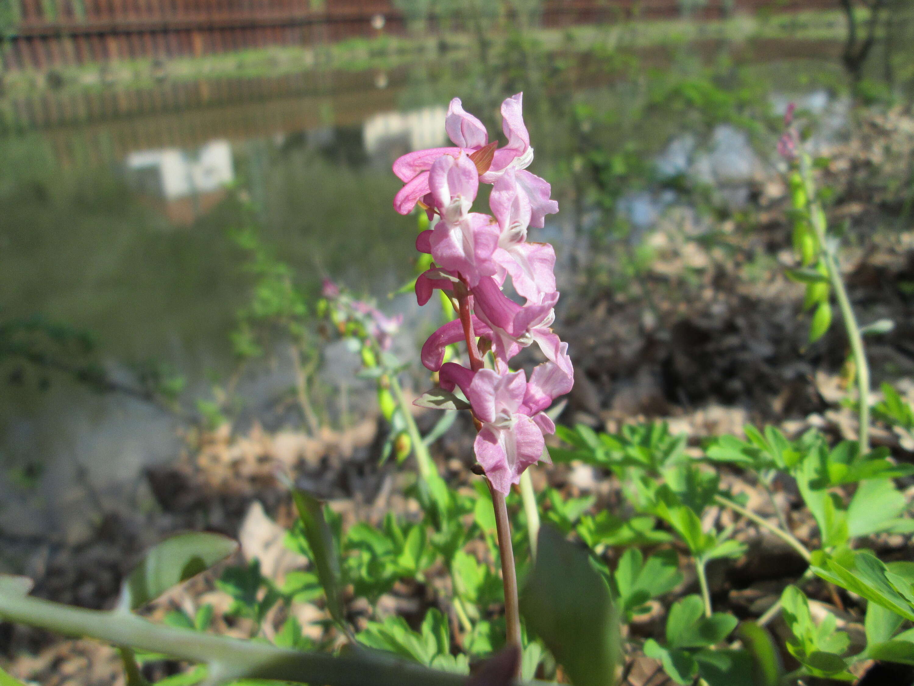 Слика од Corydalis cava (L.) Schweigger & Koerte