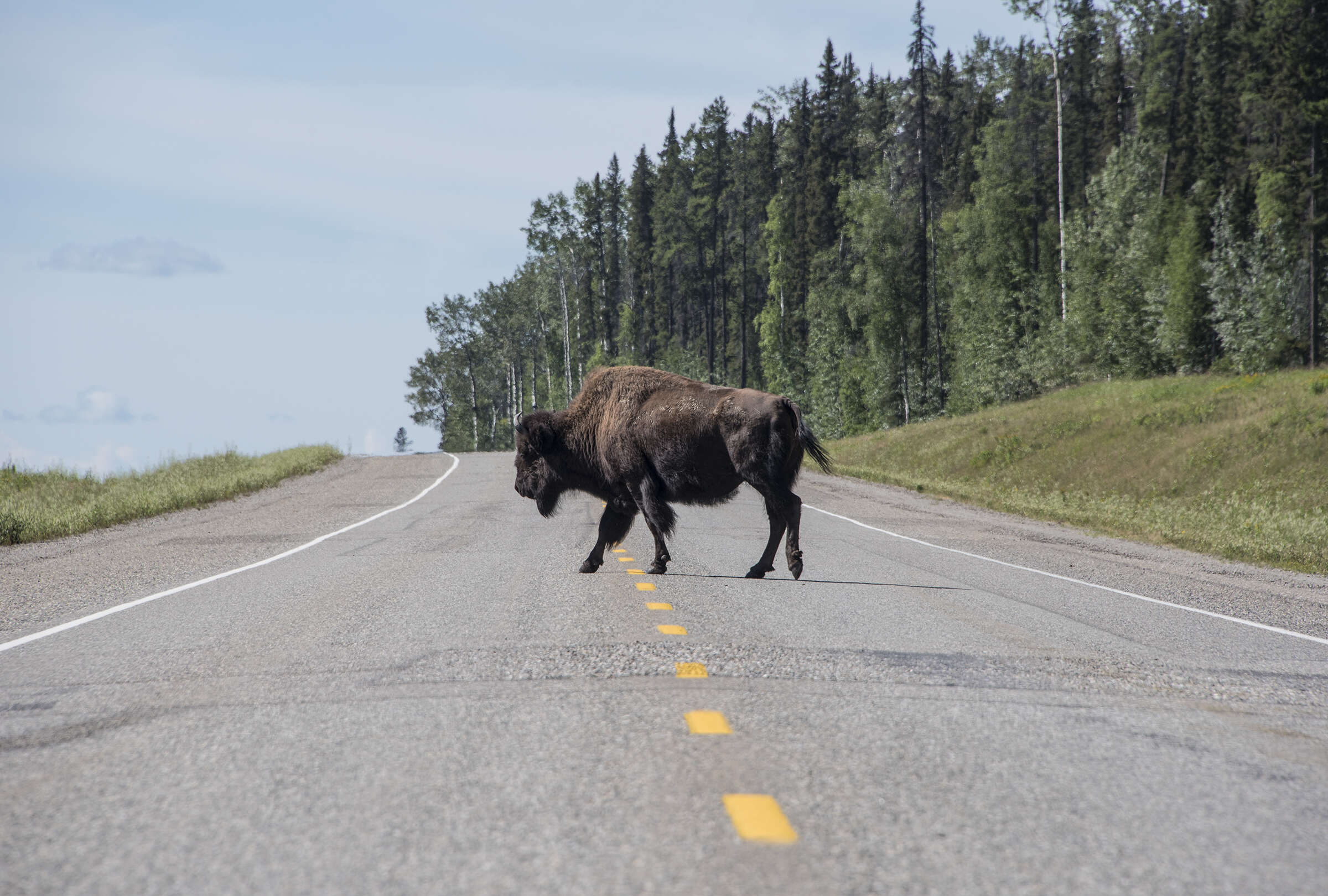 Image of Bison bison athabascae