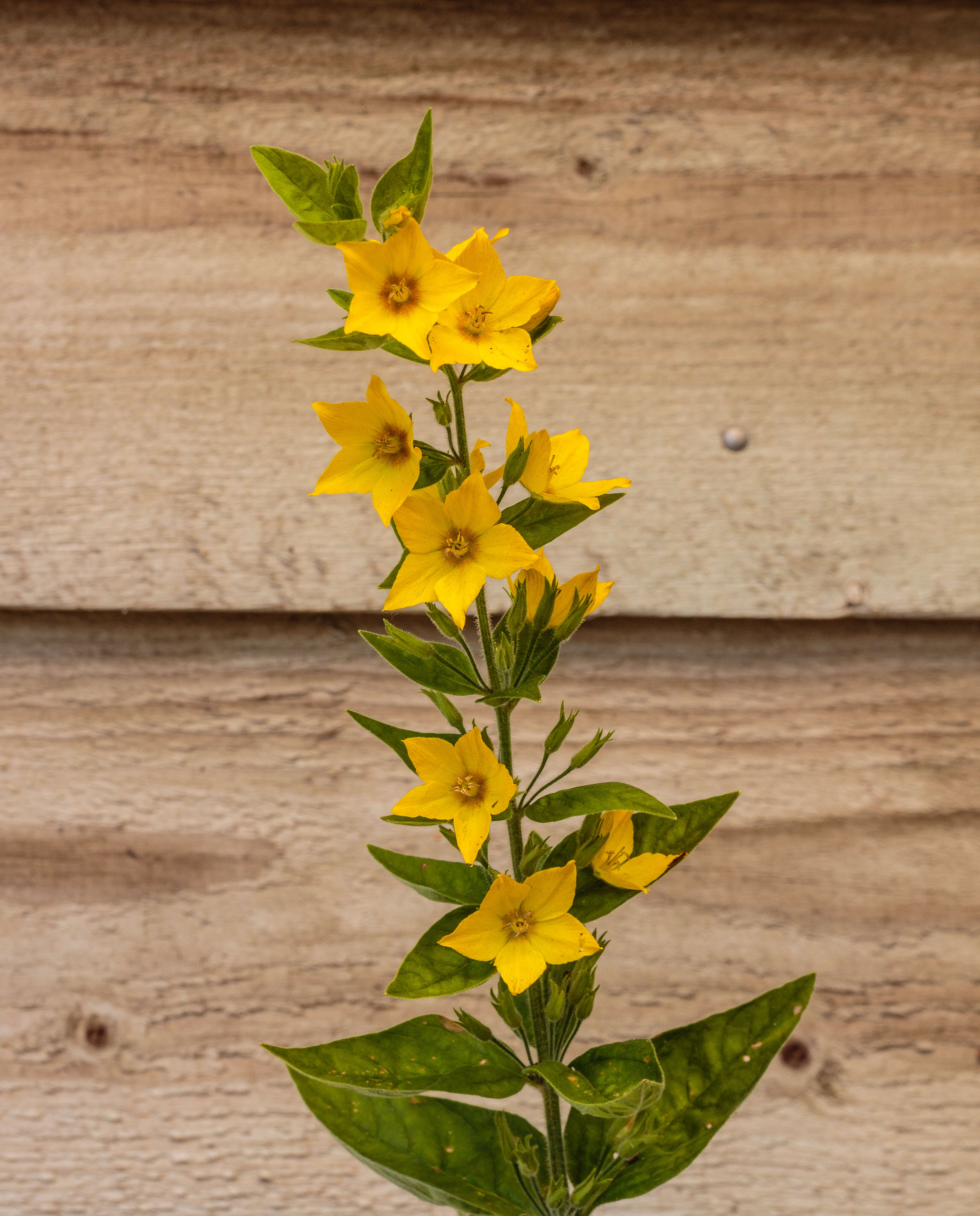 Image of Dotted Loosestrife